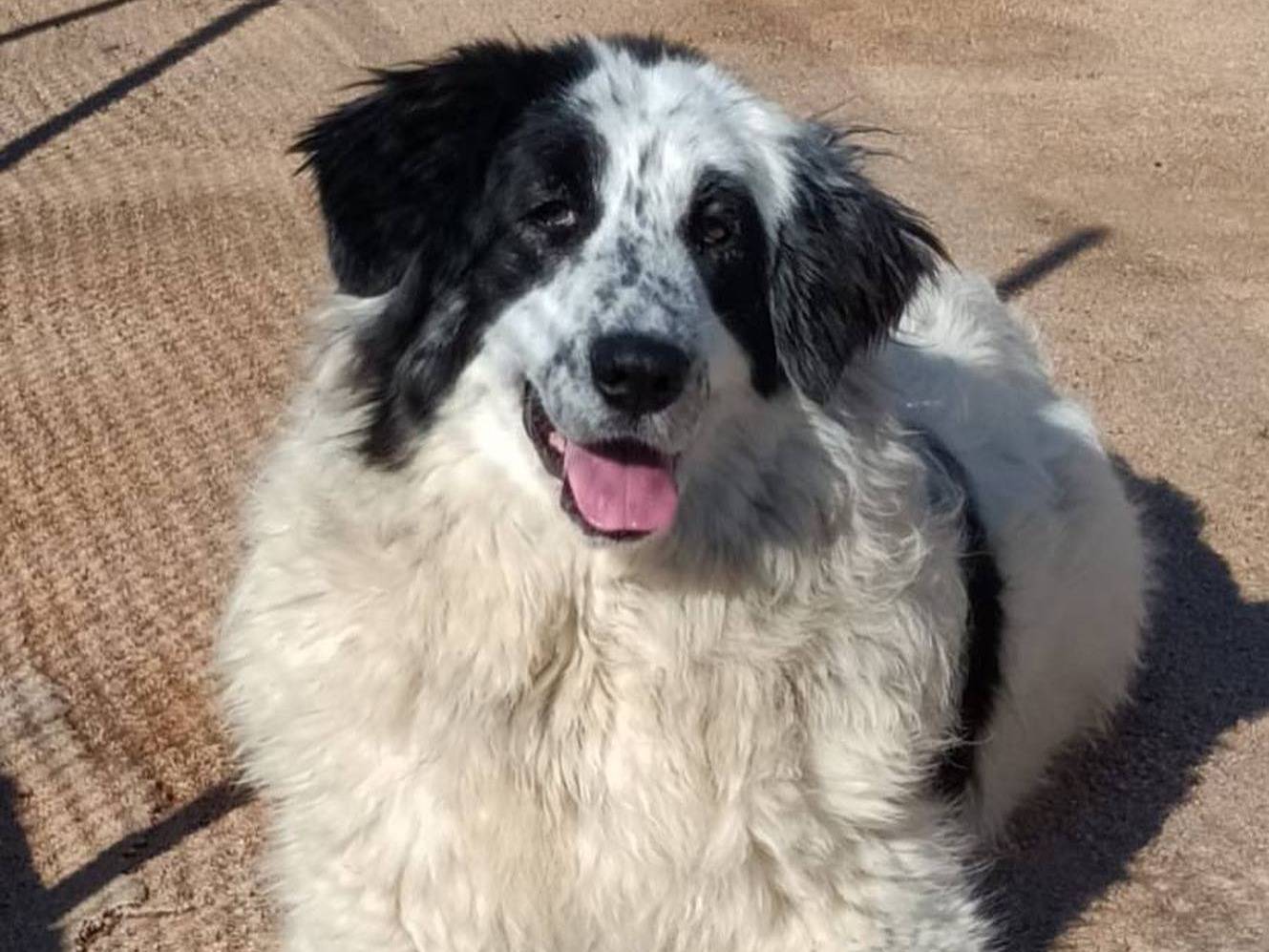 Vuoi adottare un cane a Latina?