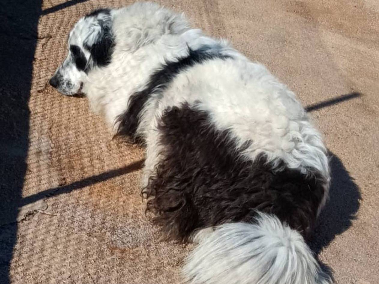 Adotta il cane CAROLINA a Latina