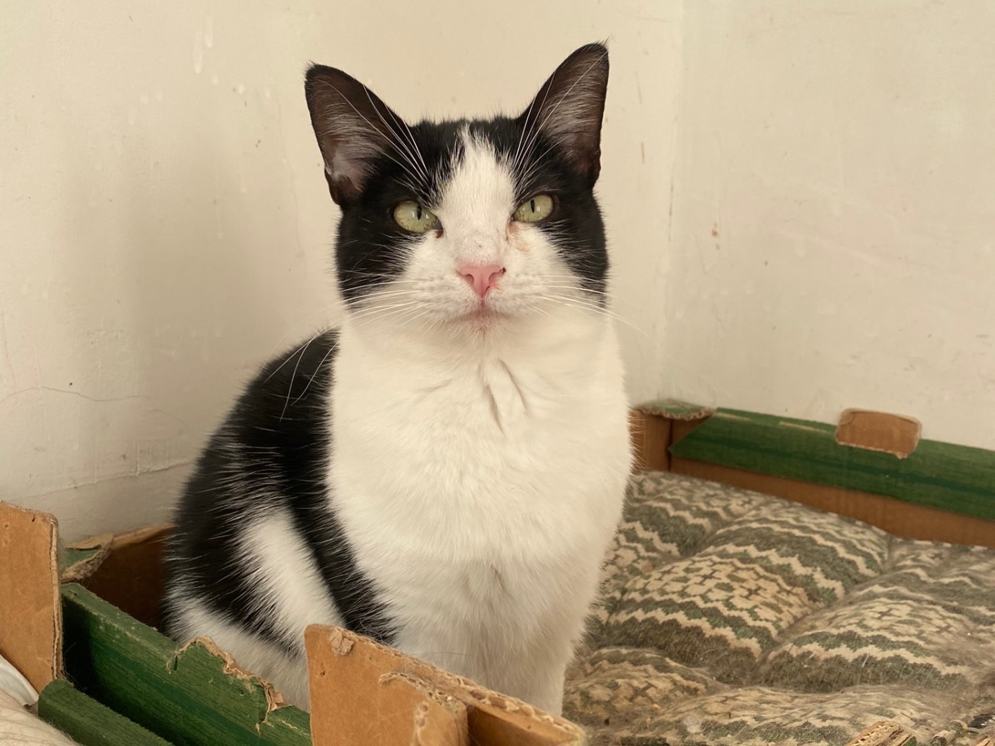 Adotta un gatto, maschio, 4 anni  e 1 mese, Teramo