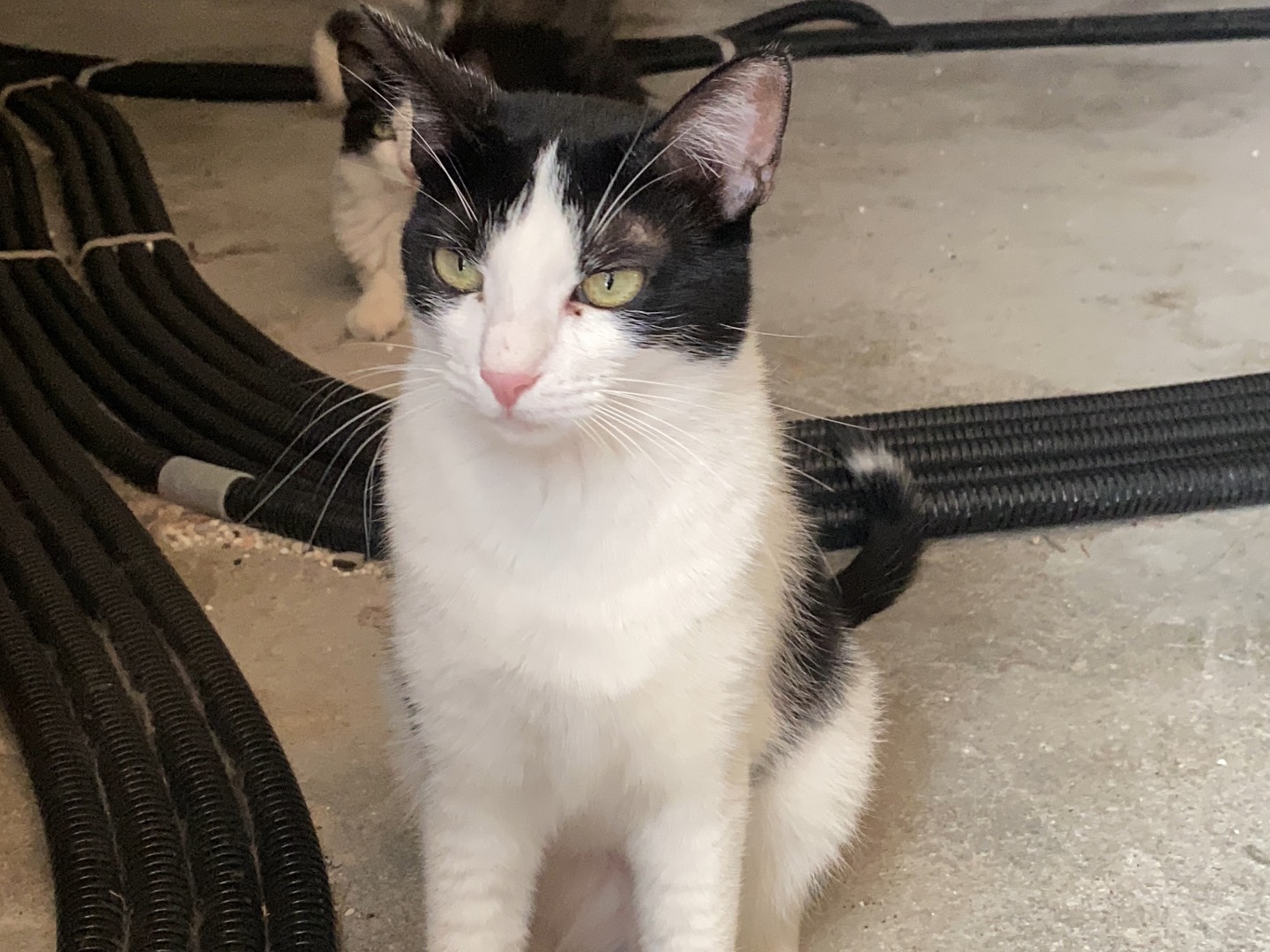 Adotta il gatto Elvis a Teramo