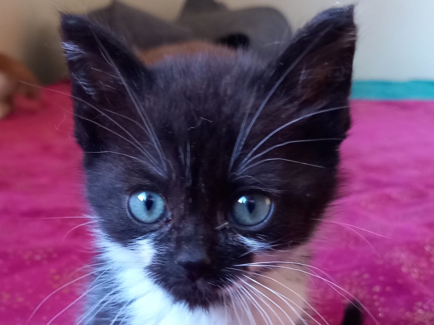 Adotta un gatto, taglia non valida, maschio, Latina