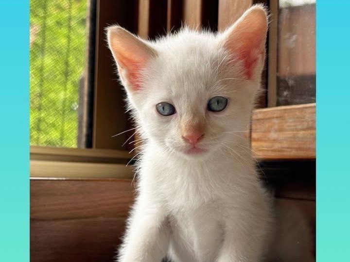 Foto 1 dell'animale