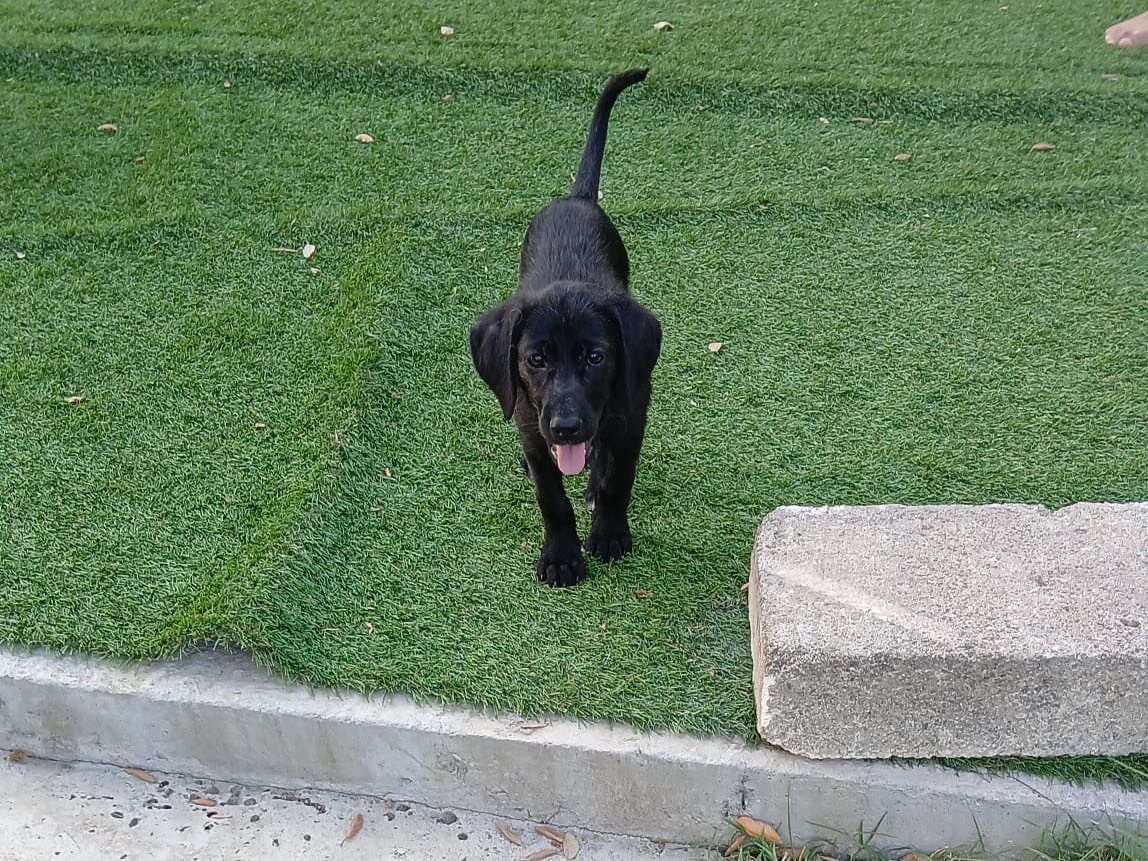 Adotta un cane, femmina, 4 mesi, Vibo