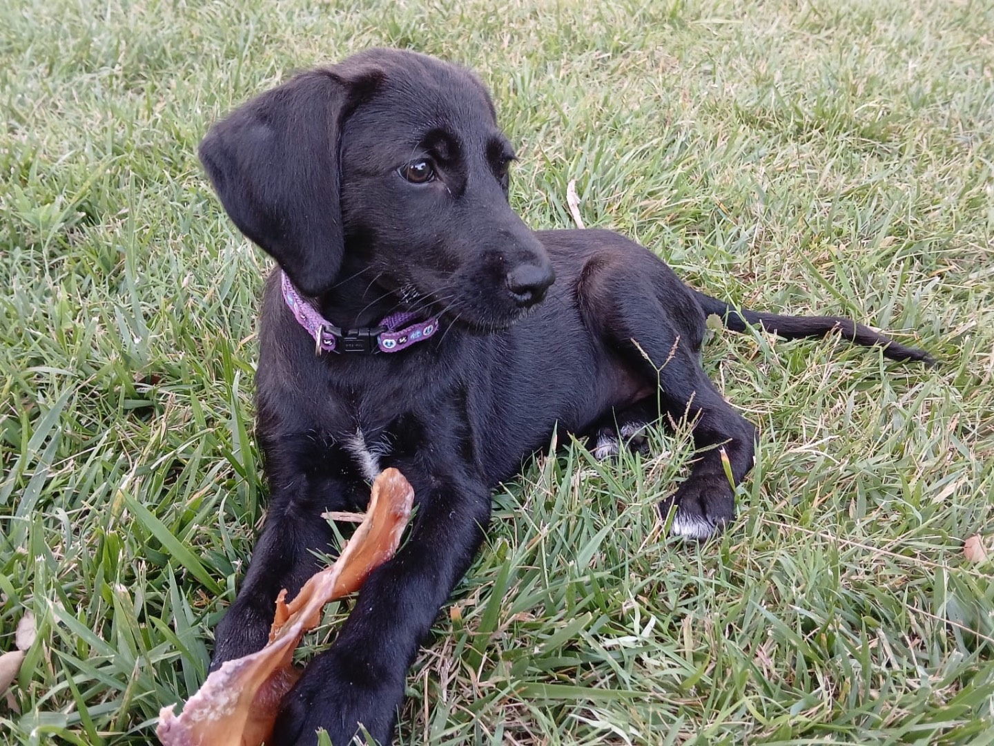 Vuoi adottare un cane a Vibo?