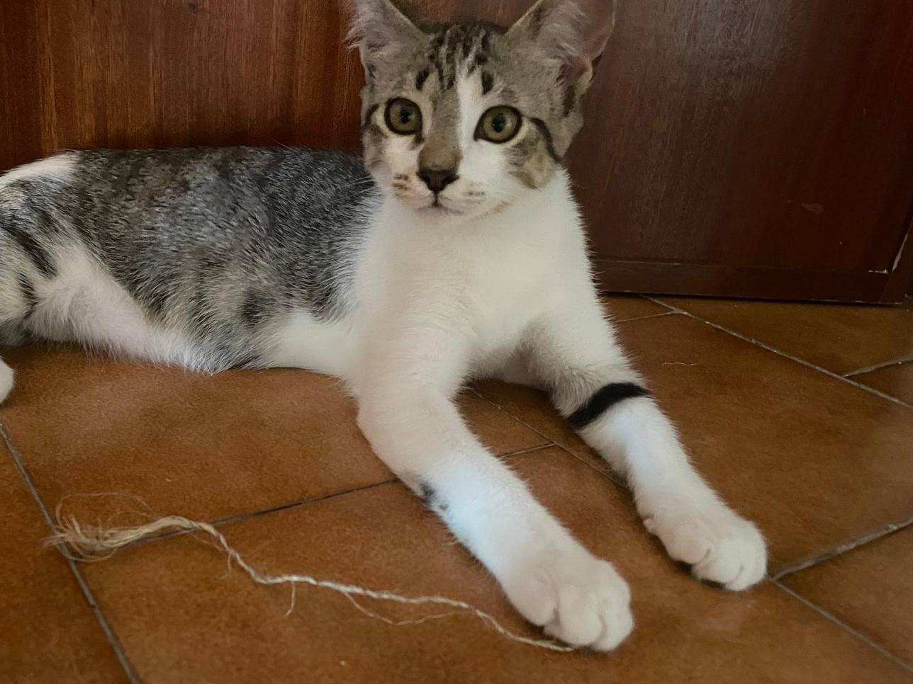 Adozione gatto, femmina, Razza sconosciuta Razza sconosciuta, 4 mesi, taglia non valida, Caserta