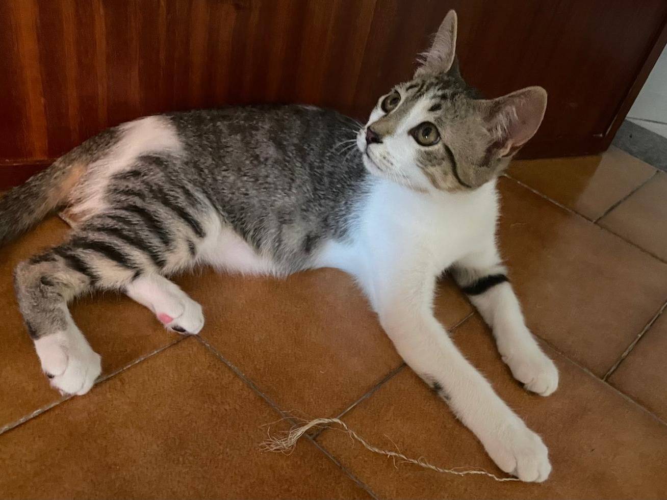 Adotta un gatto, femmina, 4 mesi, Caserta