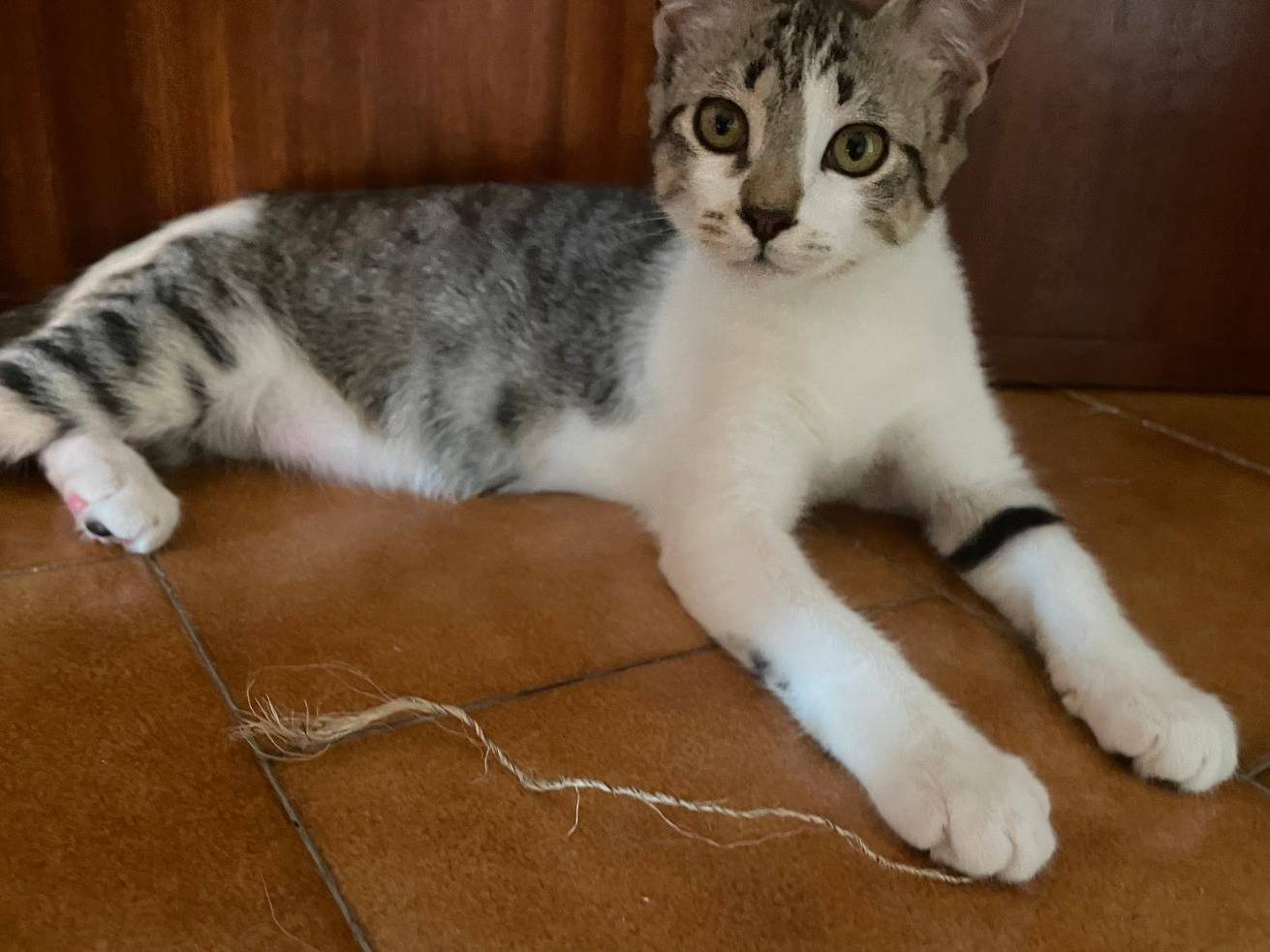Adotta un gatto, taglia non valida, femmina, Caserta