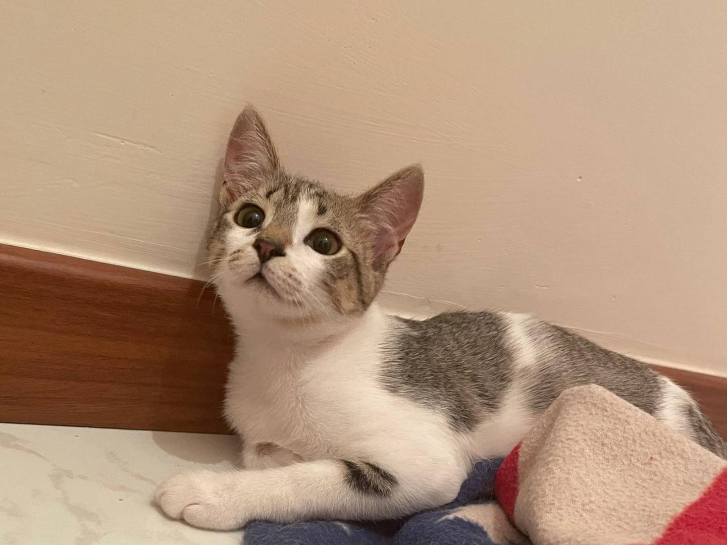 Vuoi adottare un gatto a Caserta?