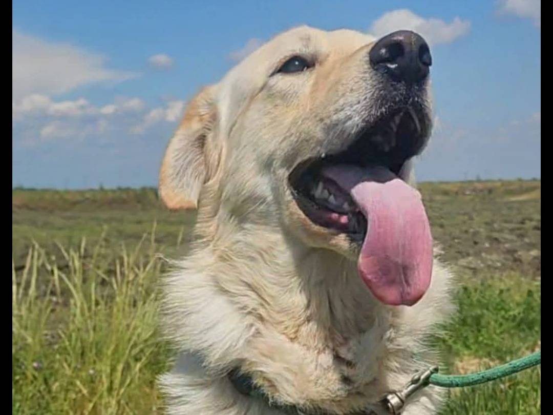 Adotta un cane, maschio, 2 anni  e 1 mese, Bari
