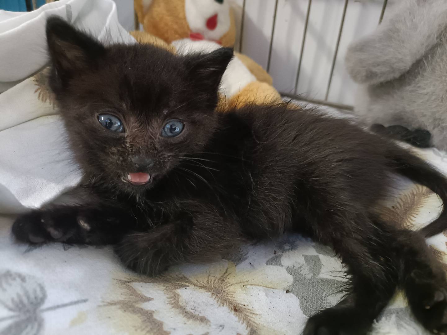 Foto dell'animale