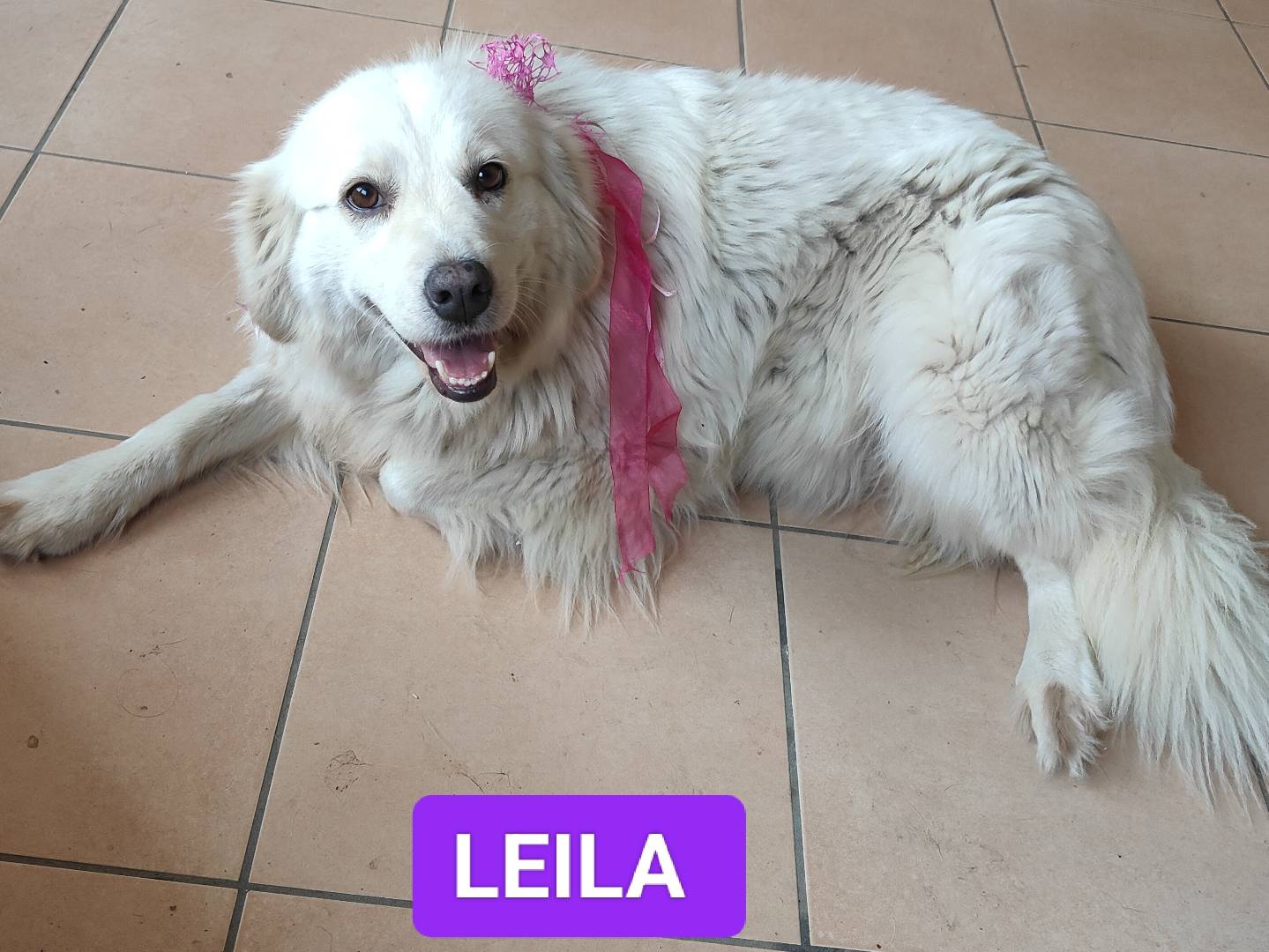 Adotta un cane, femmina, 2 anni  e 1 mese, Vibo