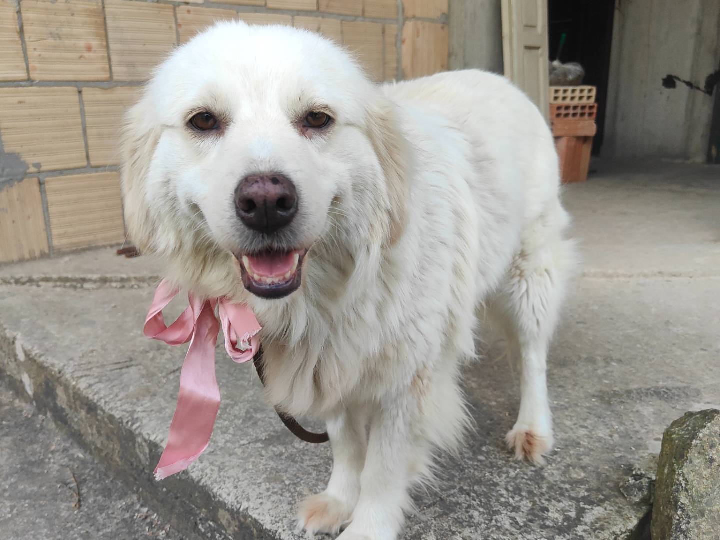 Adotta un cane, taglia media, femmina, Vibo