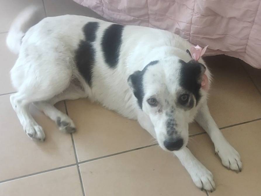 Vuoi adottare un cane a Vibo?