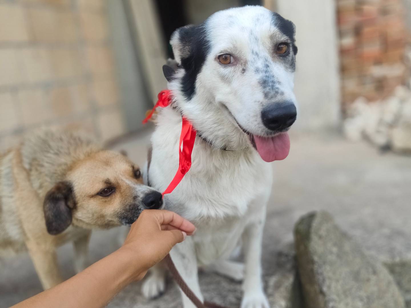 Adotta il cane Macchia a Vibo
