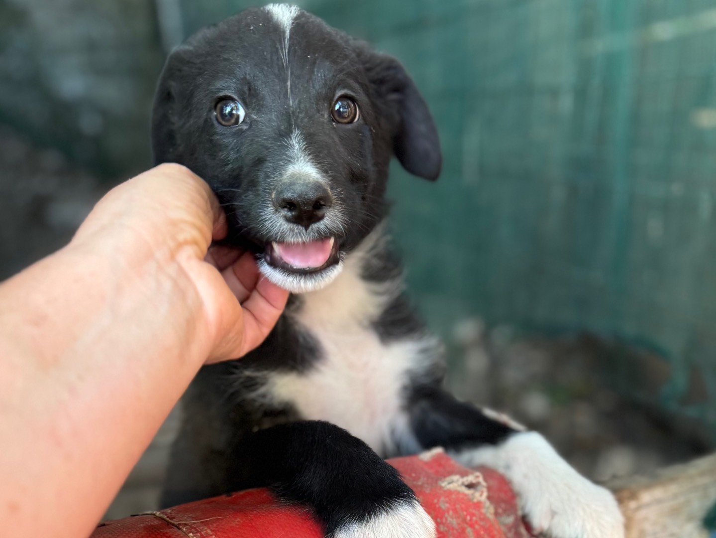 Adotta un cane, maschio, 2 mesi, Salerno