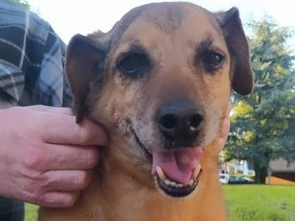 Adotta un cane, maschio, 12 anni  e 1 mese, Padova
