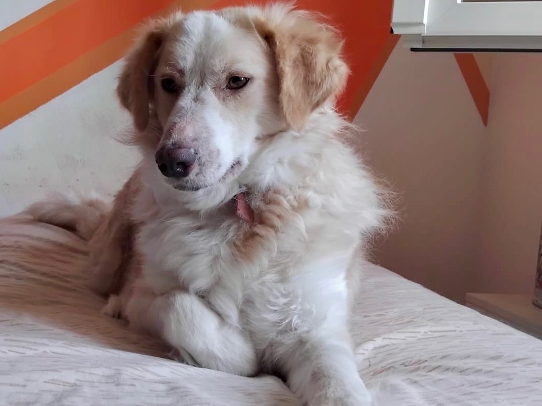 Adotta un cane, femmina, 3 anni , Enna