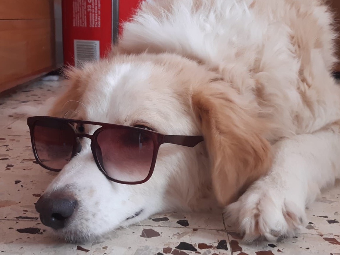 Adotta un cane, taglia grande, femmina, Enna