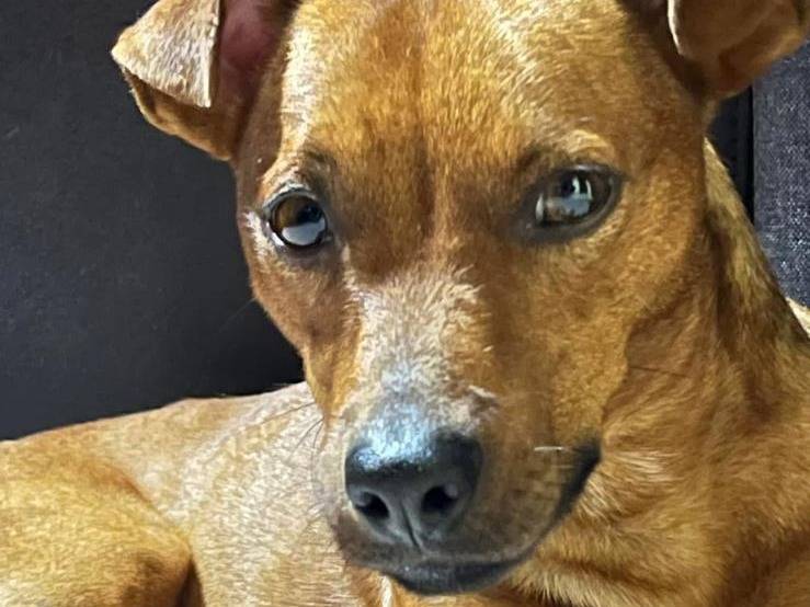 Adotta un cane, maschio, 4 anni  e 5 mesi , Caserta
