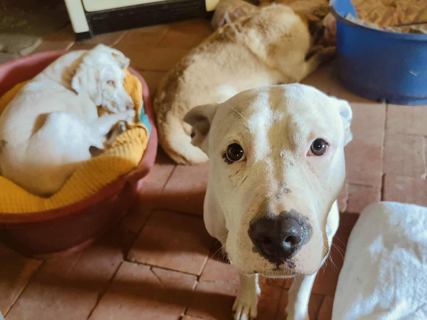 Adotta un cane, taglia media, femmina, Bologna