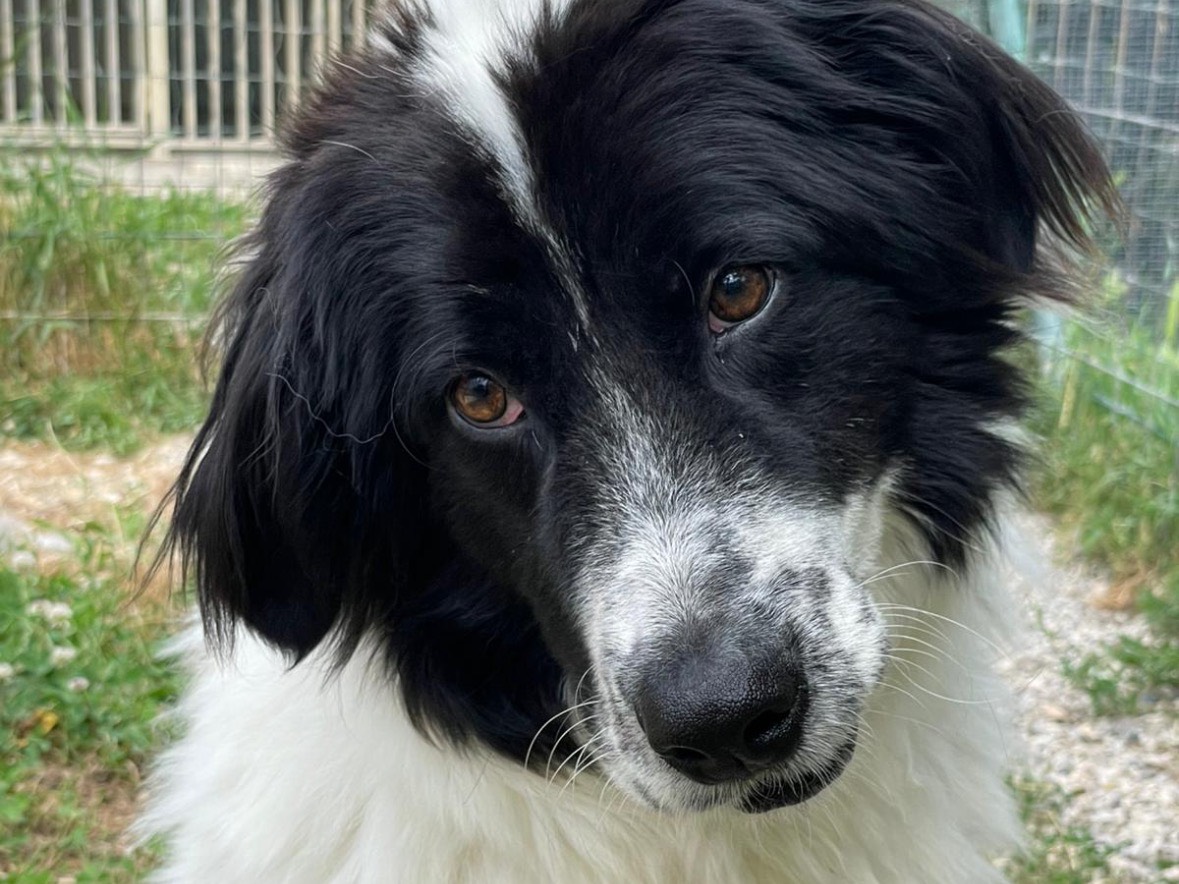 Adotta un cane, femmina, 1 anno e 6 mesi , Treviso