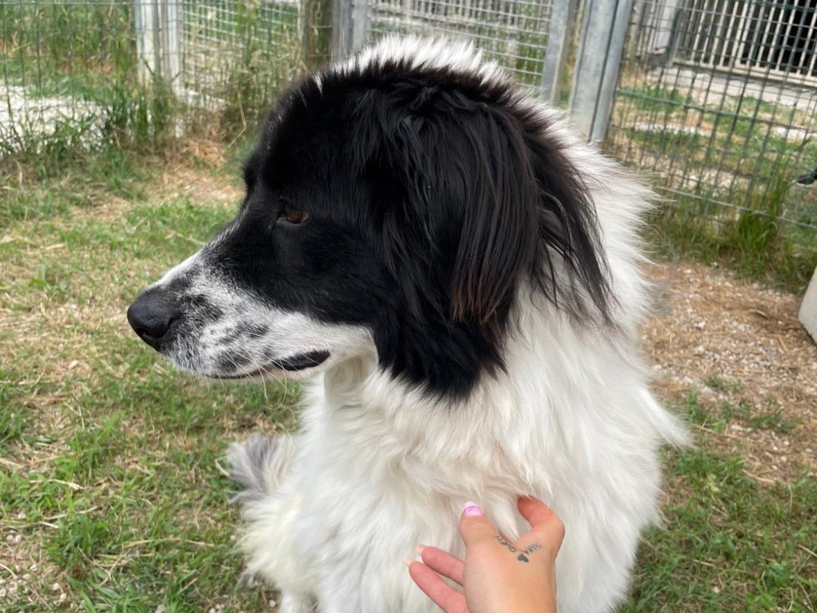 Adotta un cane, taglia grande, femmina, Treviso