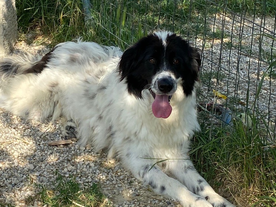 Vuoi adottare un cane a Treviso?