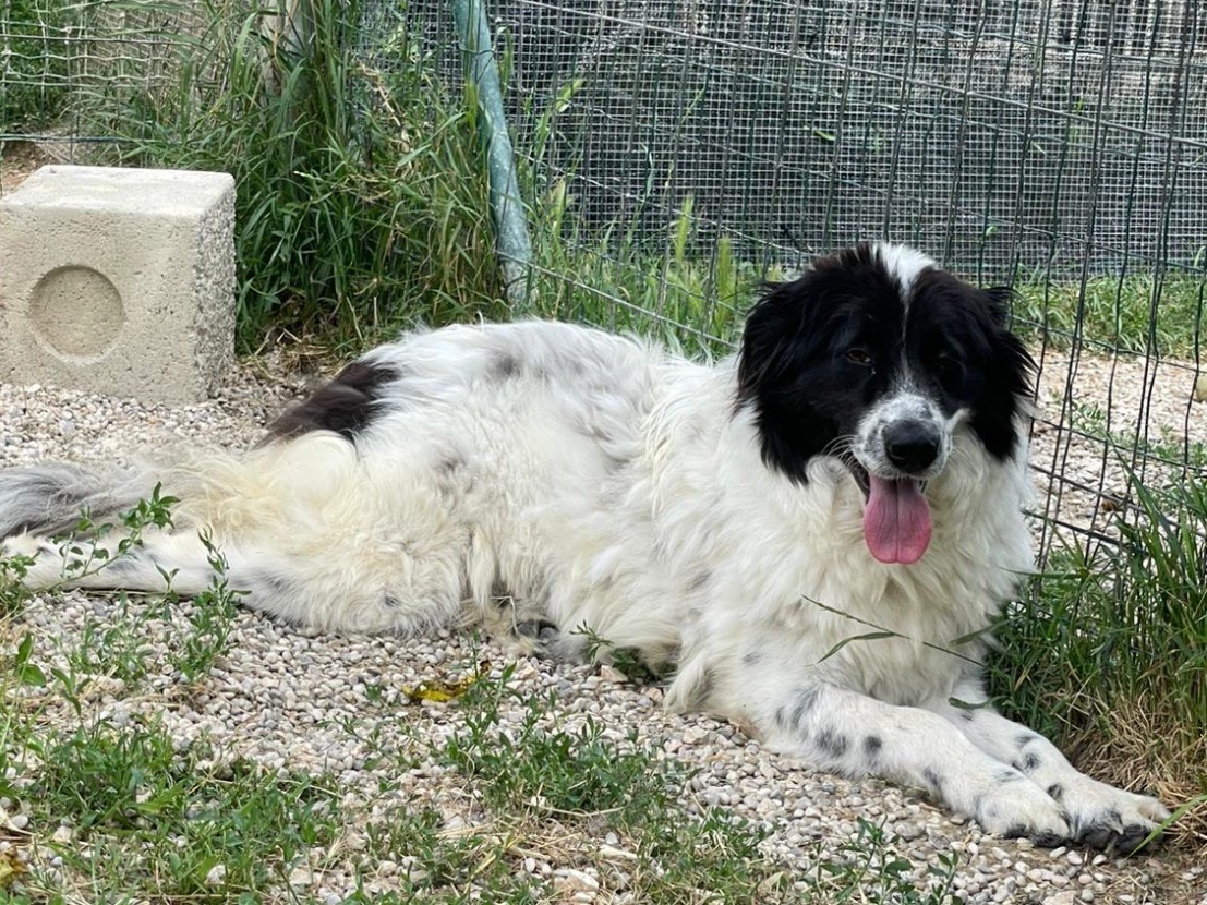 Adotta il cane Polly a Treviso