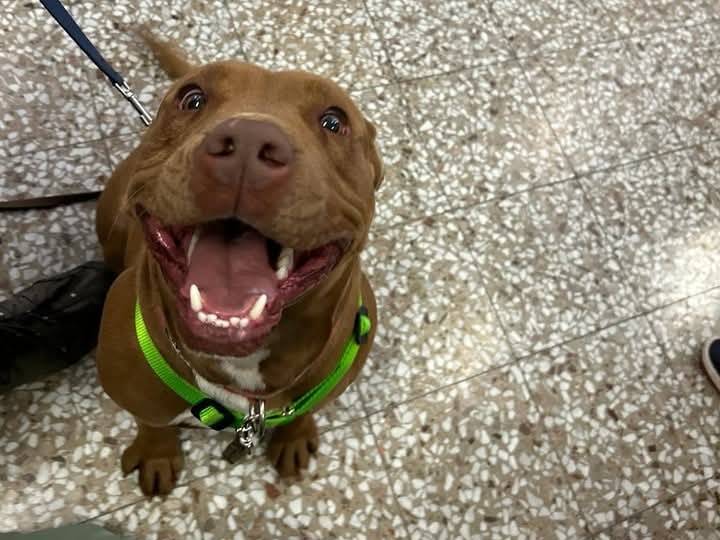 Adozione cane, maschio, Pitbull Razza sconosciuta, 2 anni e 6 mesi, taglia grande, Bari