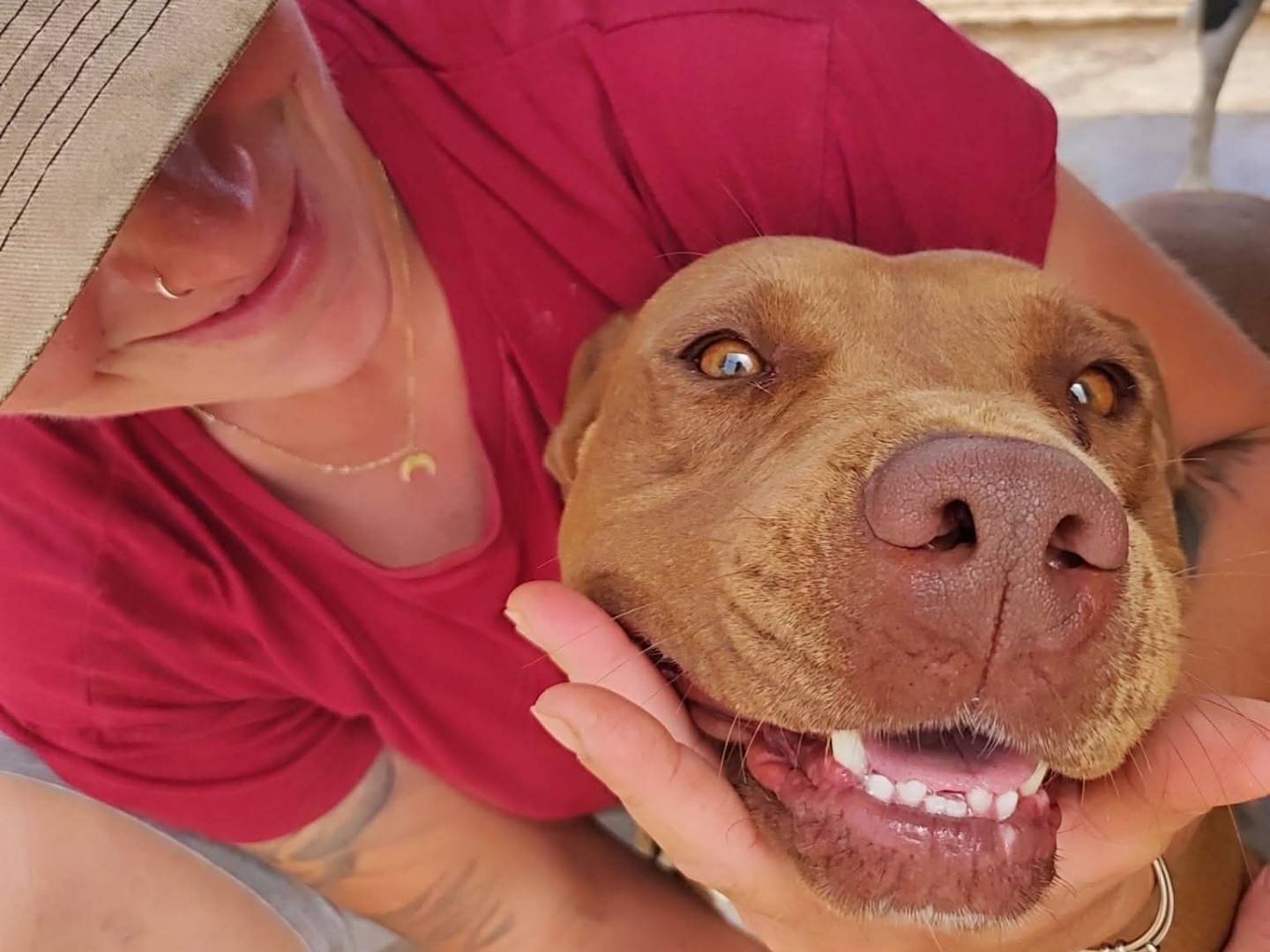 Adotta un cane, maschio, 2 anni e 6 mesi, Bari
