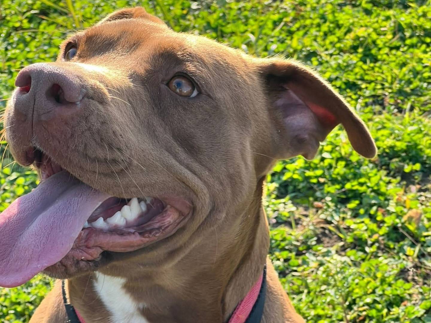 Adotta un cane, taglia grande, maschio, Bari