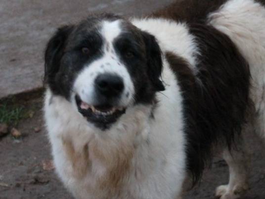 Adotta un cane, taglia gigante, maschio, Bari