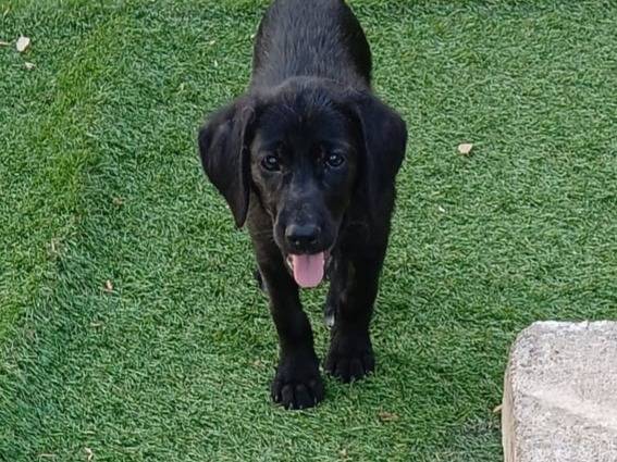 Adotta un cane, femmina, 3 mesi, Varese