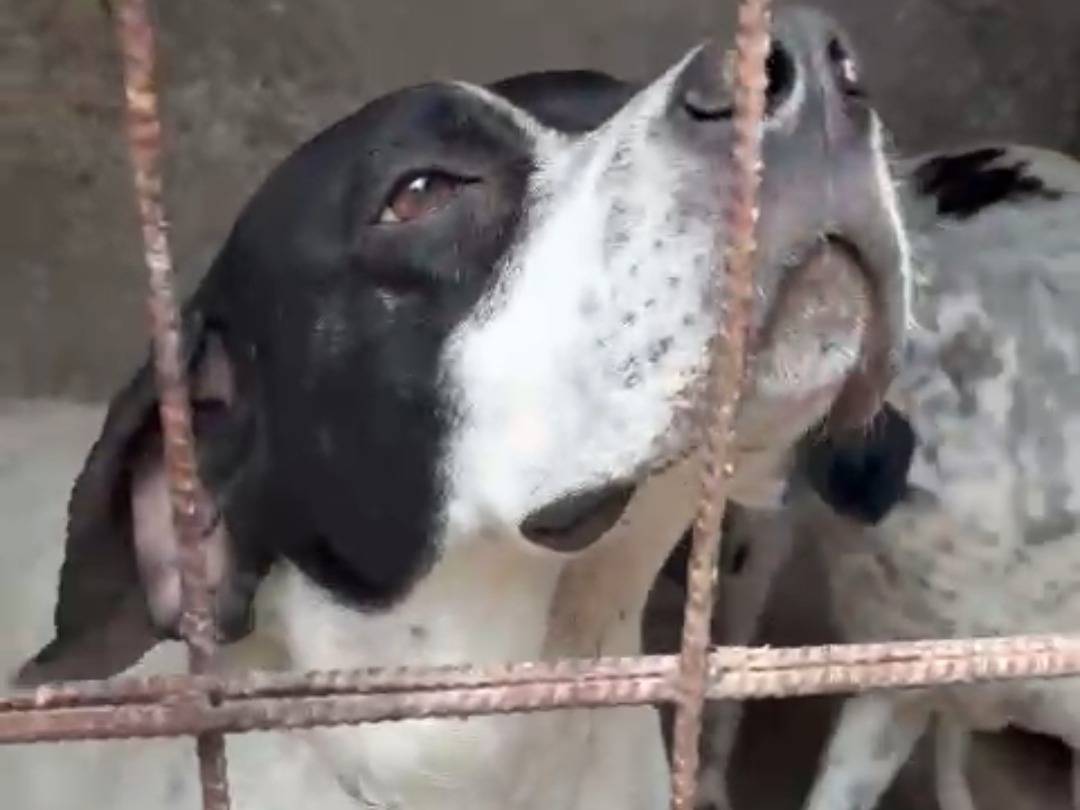 Adotta un cane, taglia media, femmina, Brescia