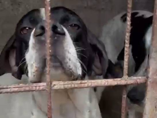 Foto dell'animale