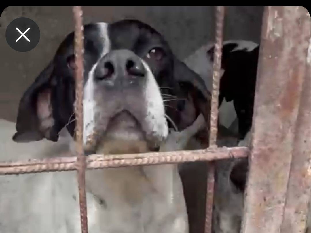 Adotta un cane, femmina, 7 anni , Brescia