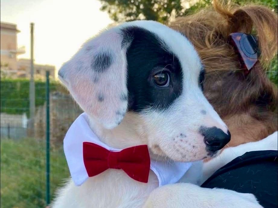 Adotta un cane, maschio, 3 mesi, Firenze