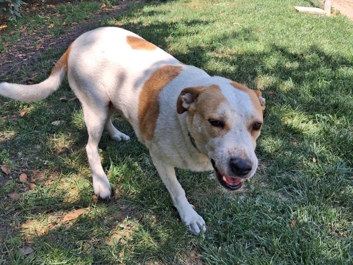 Adotta un cane, taglia grande, femmina, Foggia