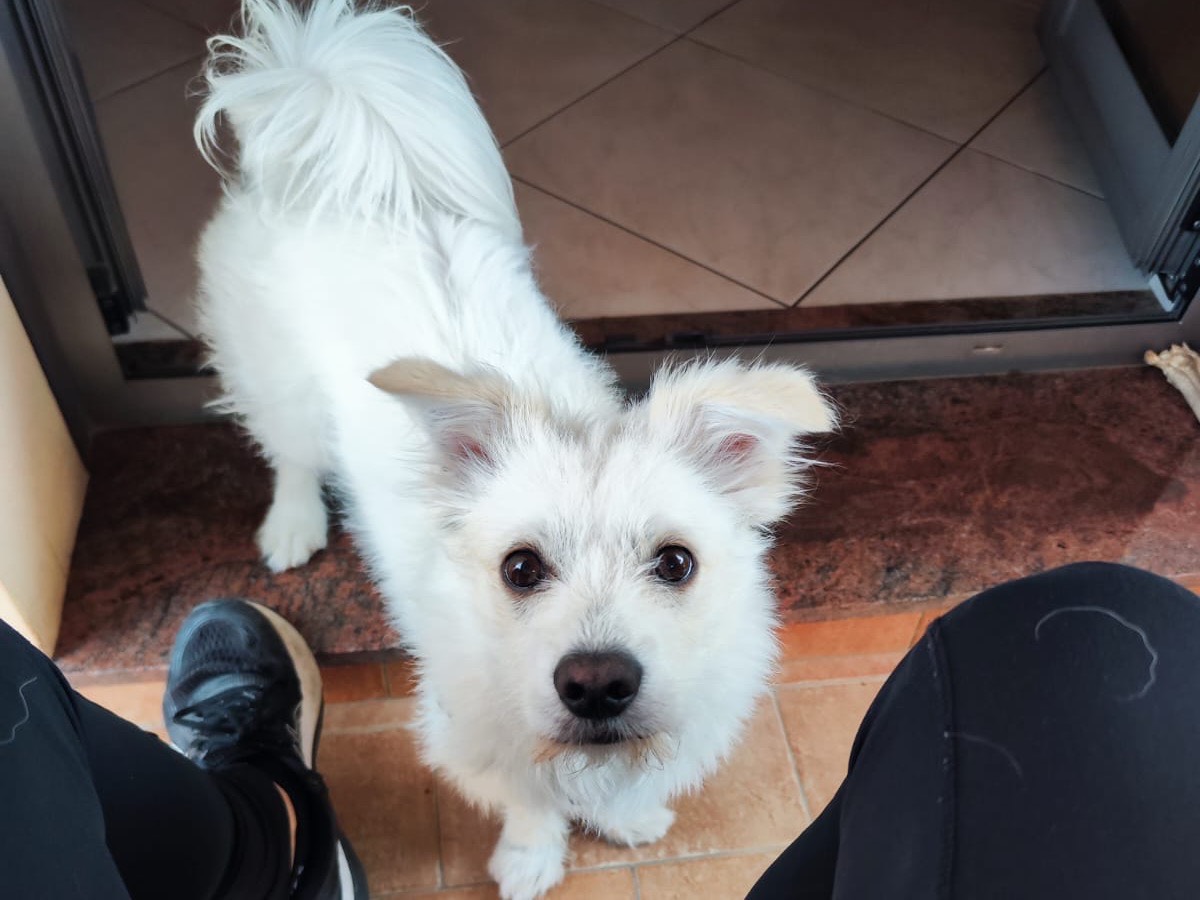 Adotta un cane, taglia piccola, maschio, Enna