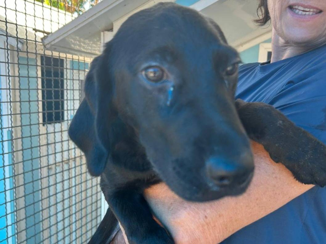 Adotta un cane, maschio, 5 mesi, Pavia