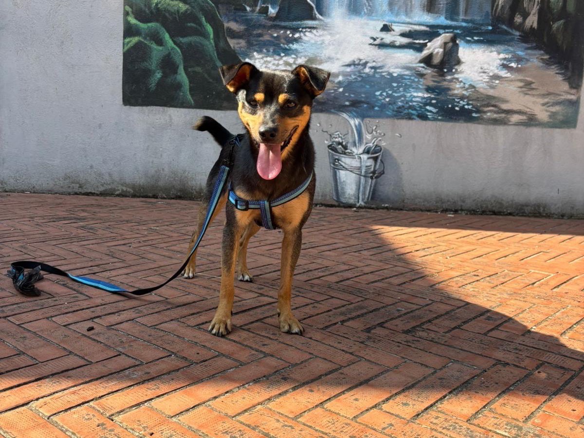 Adotta un cane, maschio, 2 anni  e 1 mese, Avellino