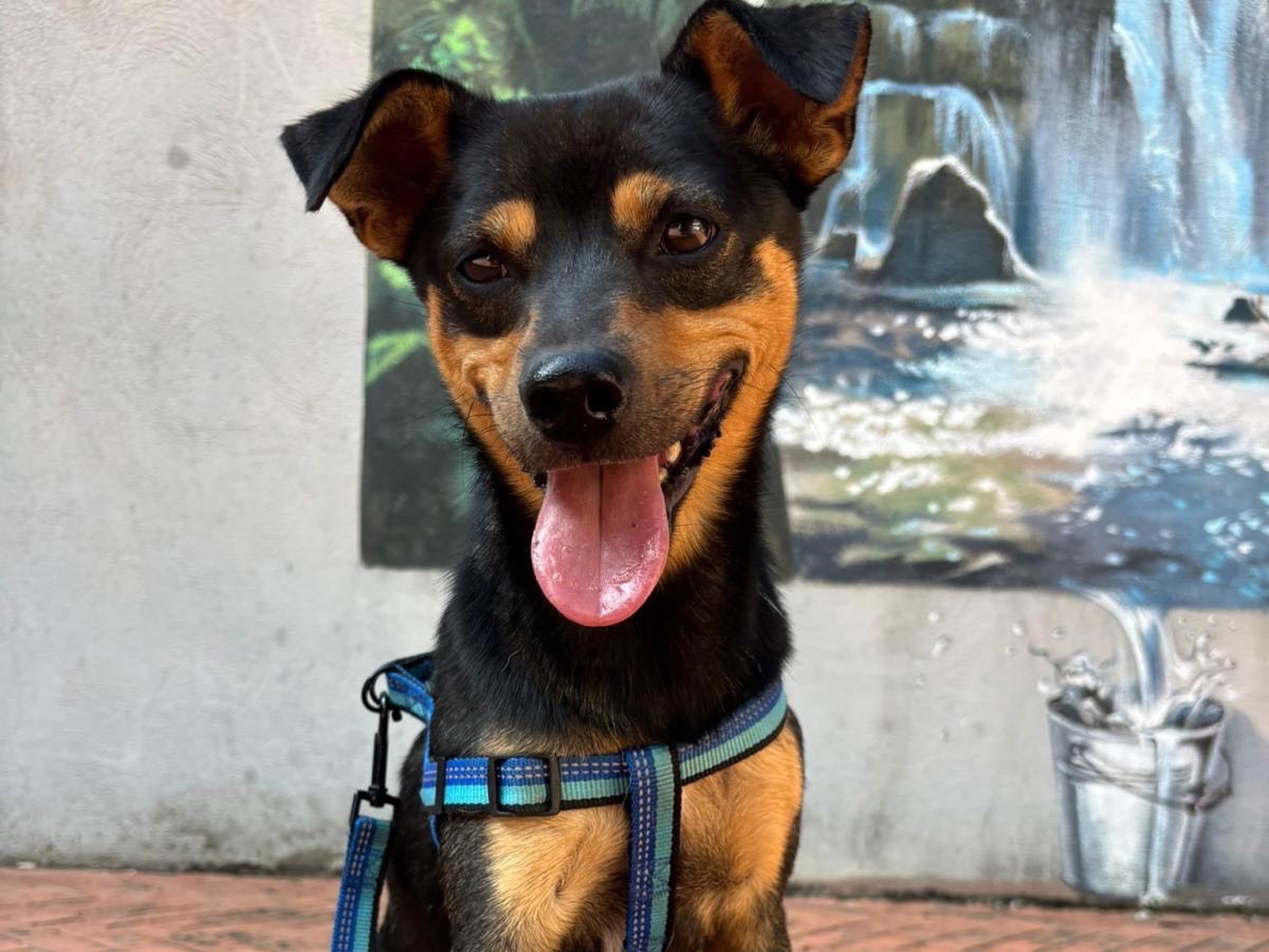 Adotta un cane, taglia piccola, maschio, Avellino