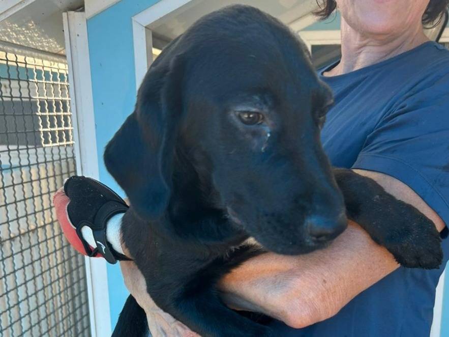Adotta un cane, maschio, 5 mesi, Pavia