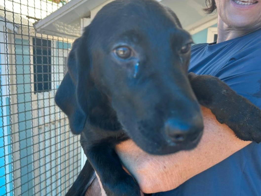 Vuoi adottare un cane a Pavia?