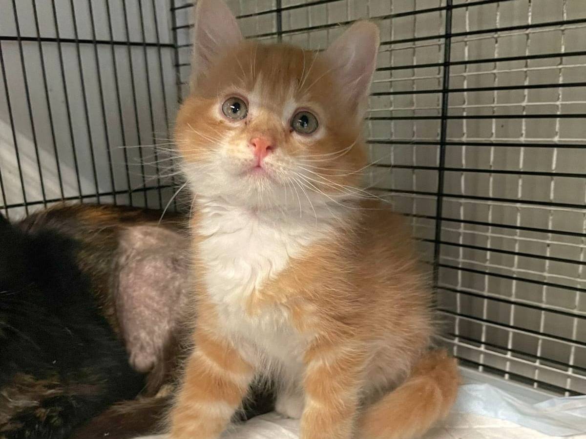 Adotta un gatto, maschio, 1 mesi, Milano