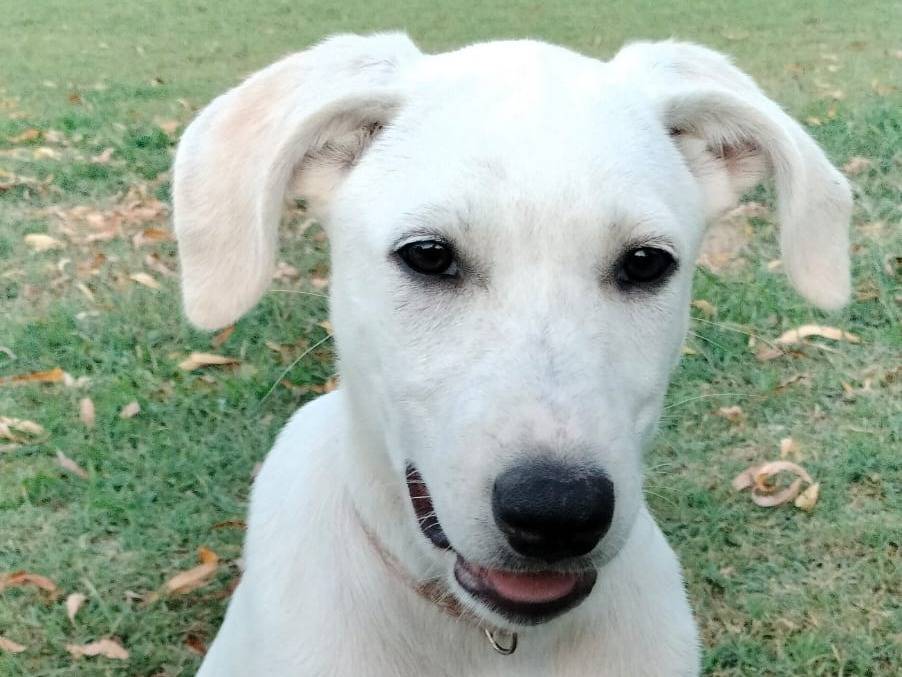 Adotta un cane, femmina, 3 mesi, Parma