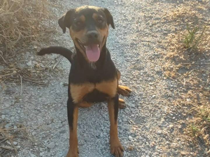 Vuoi adottare un cane a Trapani?