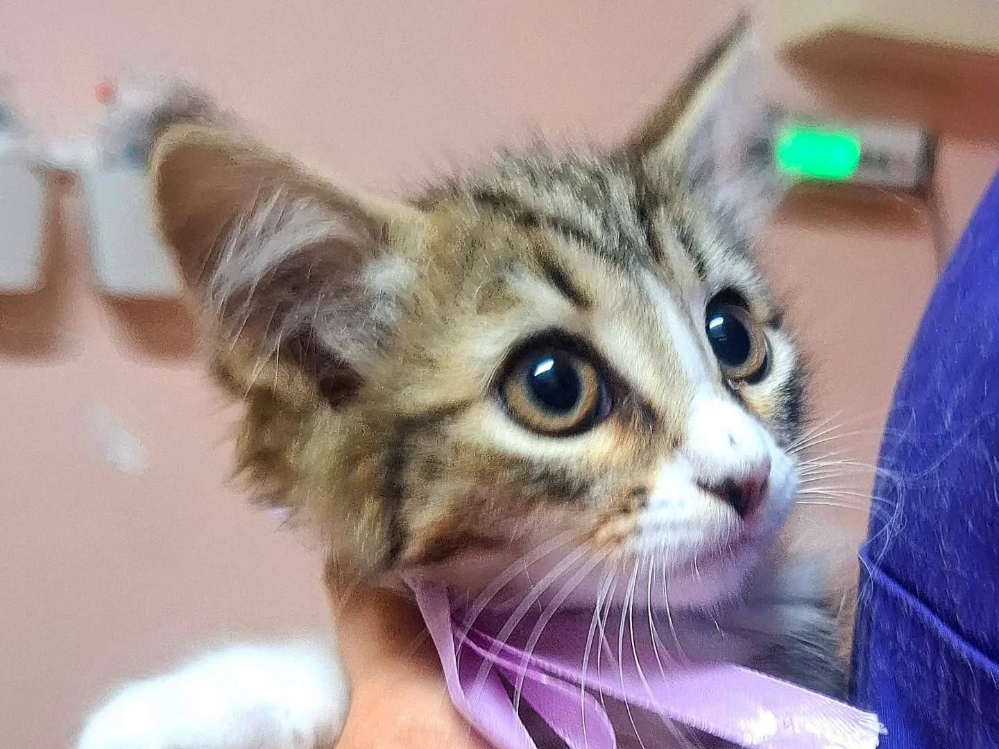 Adotta un gatto, taglia non valida, femmina, Latina