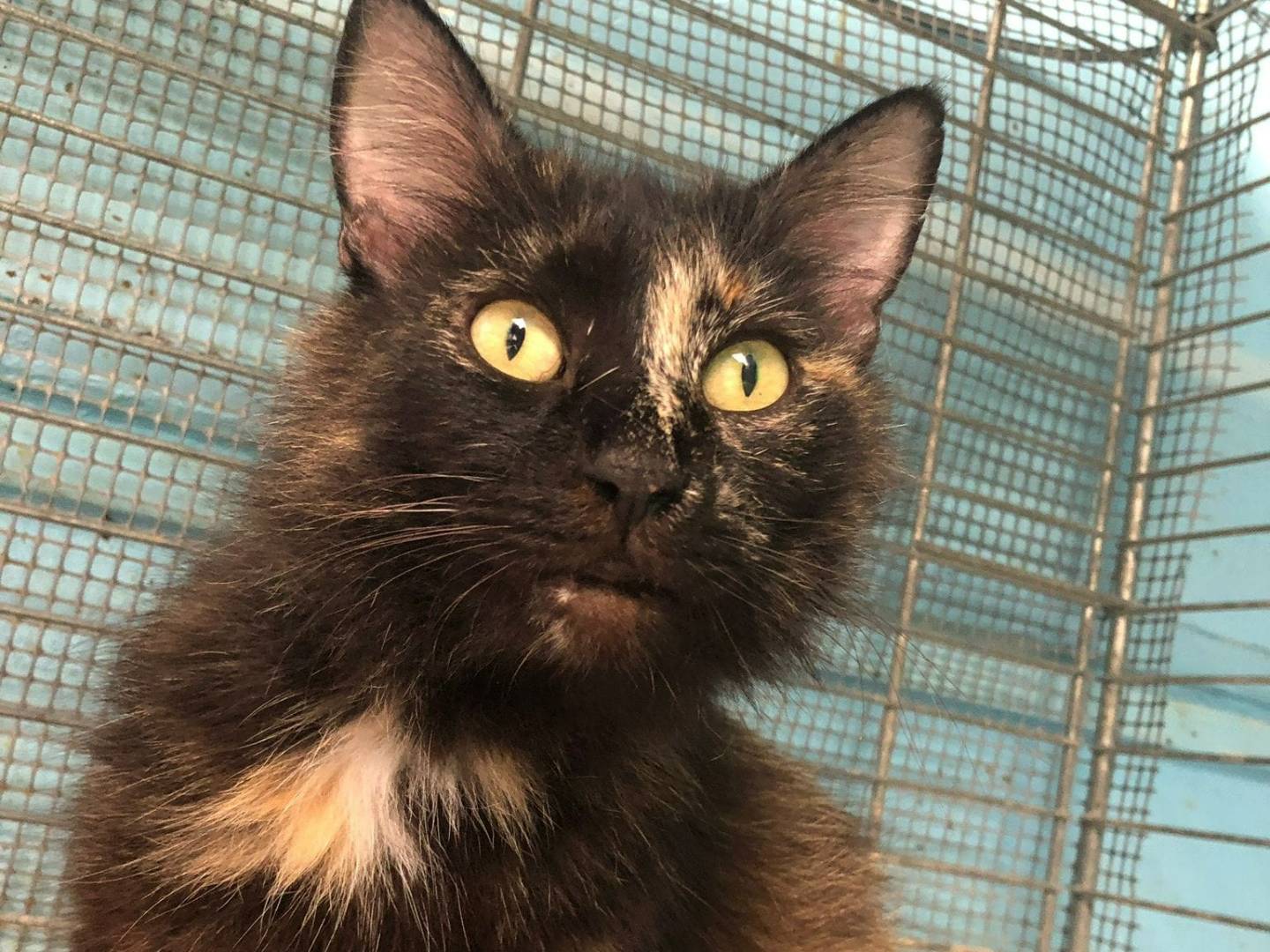 Adotta un gatto, femmina, 1 anno e 2 mesi , Milano