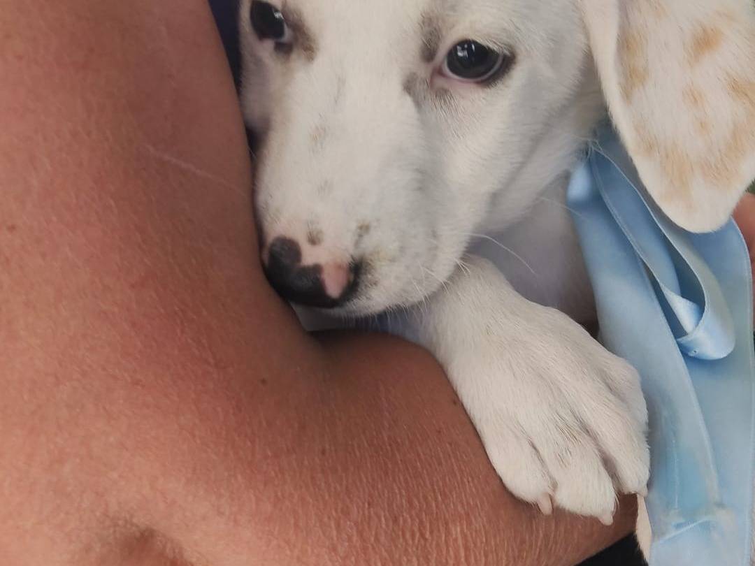Adotta un cane, maschio, 2 mesi, Napoli